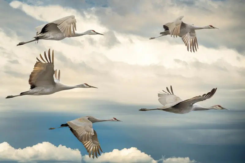 Cranes flying across the sky