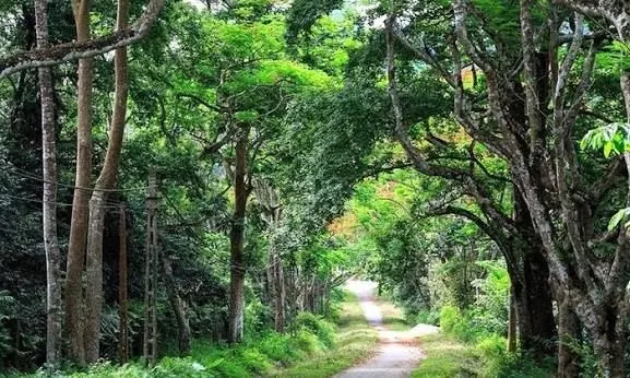 Uralter Regenwald im Cúc-Phương-Nationalpark
