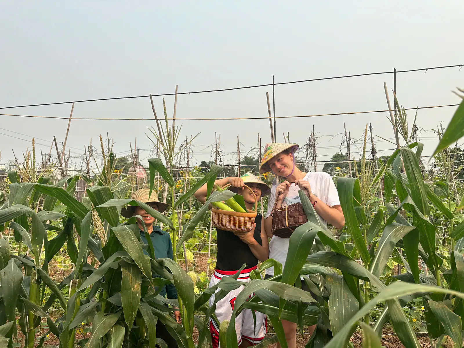 Terreni agricoli nel Delta del Fiume Rosso vicino a Hanoi