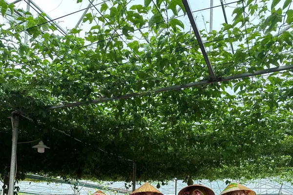 Guests heading into the garden with harvesting baskets
