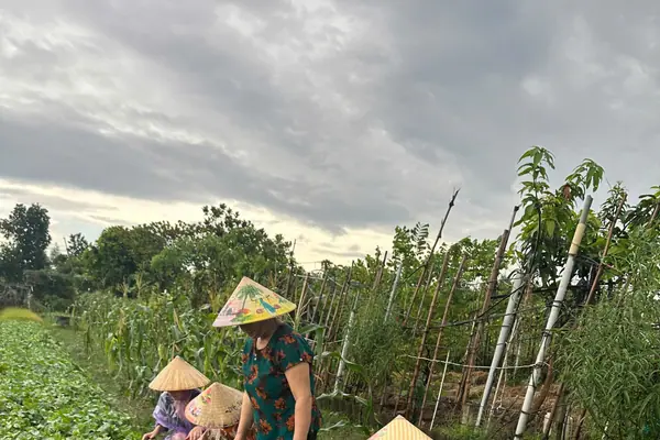 Picking seasonal greens in the vegetable field