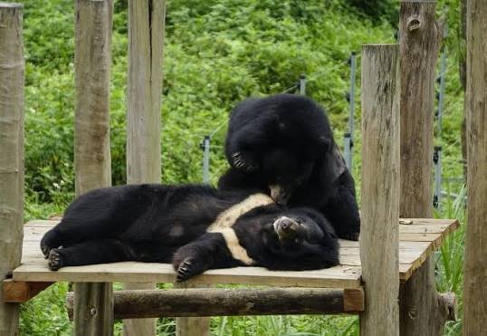Bear Sanctuary