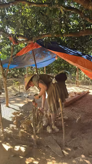 Buffalo and farm activities, Phong Nha