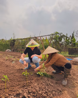 Planting and harvesting vegetables, Hanoi countryside farm