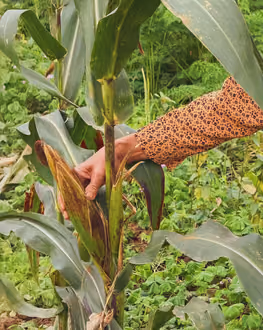 Cooking fresh local produce, Hanoi countryside farm