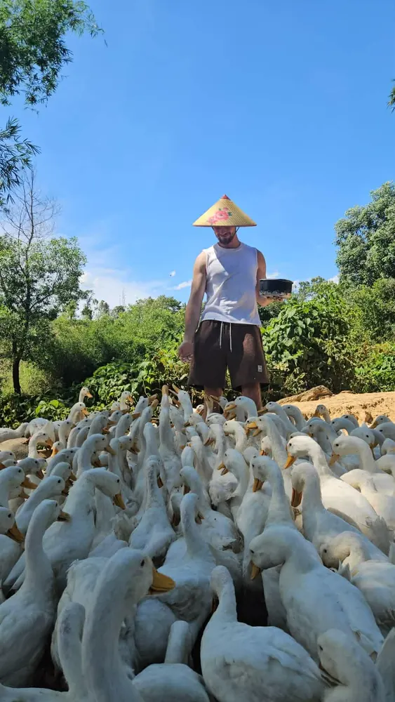 Viaggiatore che nutre un grande stormo di anatre nella fattoria vicino a Phong Nha