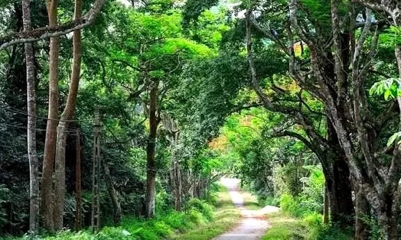Tree-lined road leading into Cuc Phuong National Park