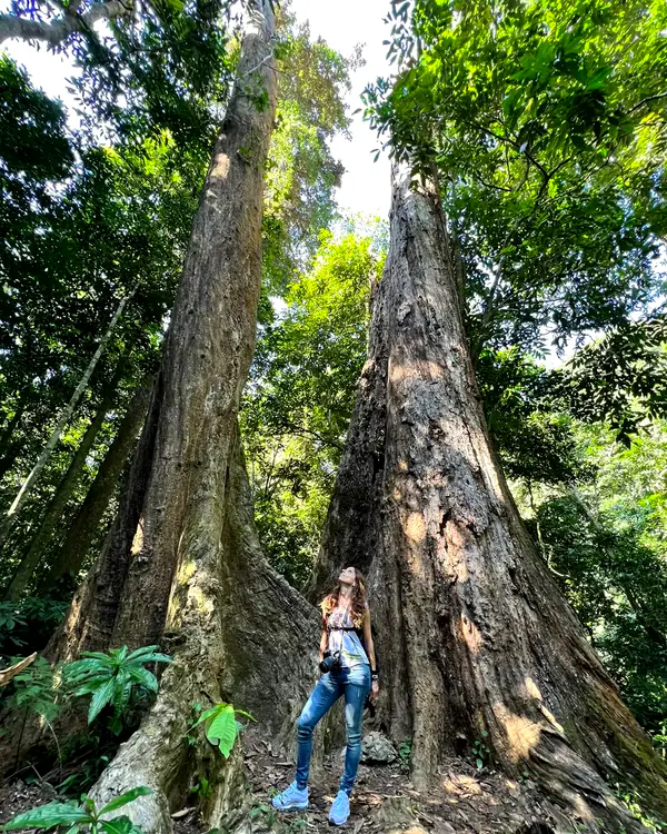 The thousand-year-old Cay Cho tree towering above a visitor