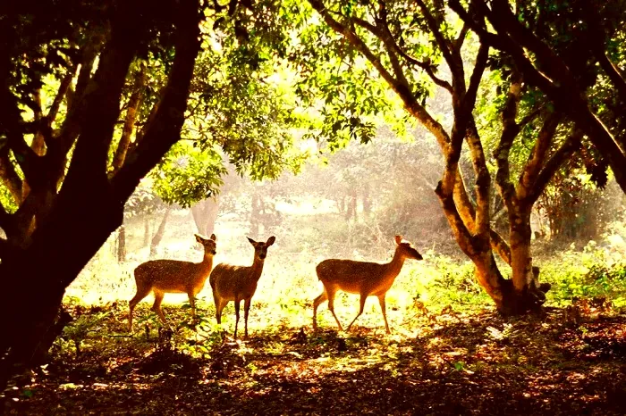 Deer among sunlit trees in the rainforest at Cuc Phuong